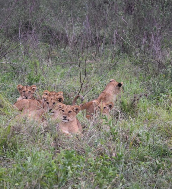 lion cubs