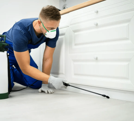 A pest control technician spraying pesticide underneath a kitchen cabinet.