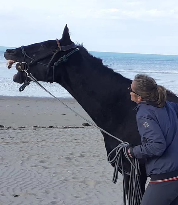 Cheval qui rit sur la plage avec la mer en fond