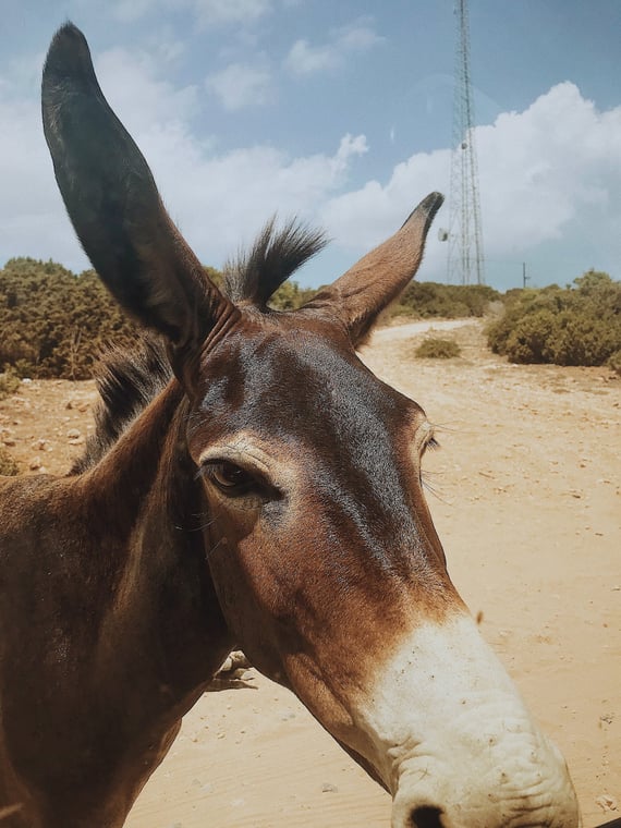 a donkey standing very close to camera