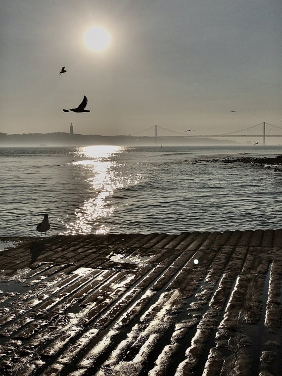 a bird flying over a body of water in sunset