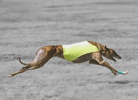 greyhound puppies