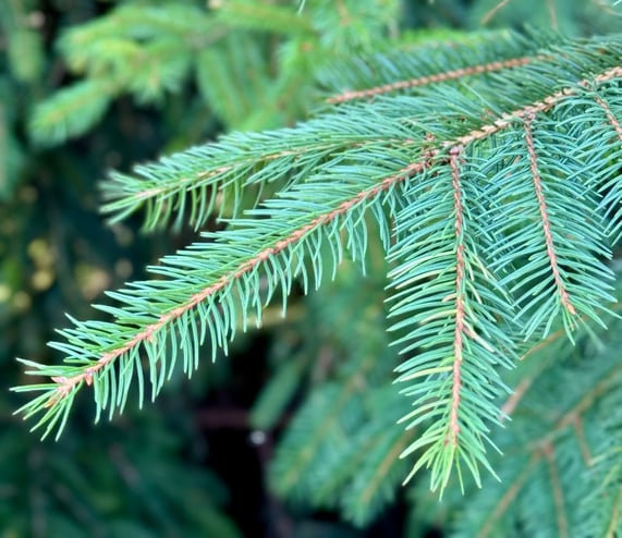 close up photo of green forest fir branches