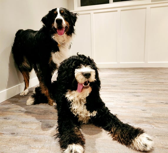 two dogs are standing next to each other