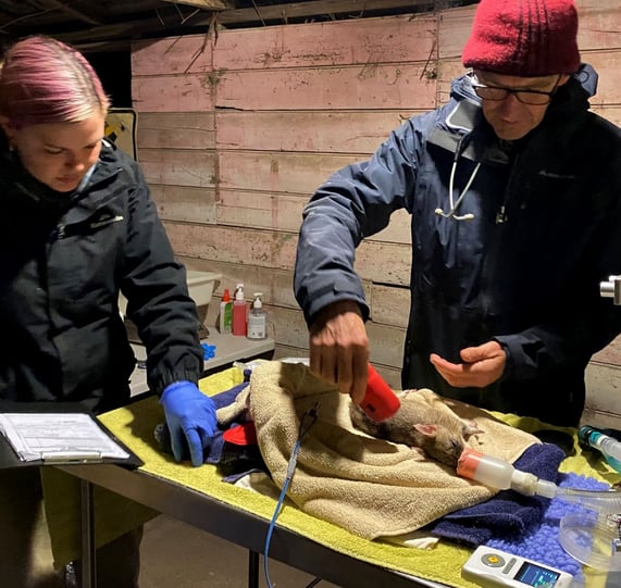 Eastern Barred Bandicoot conservation and reintroduction project on French Island, Victoria