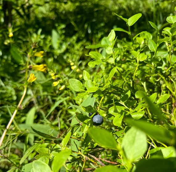 close up photo of blueberry in the summer sunny day in the forest