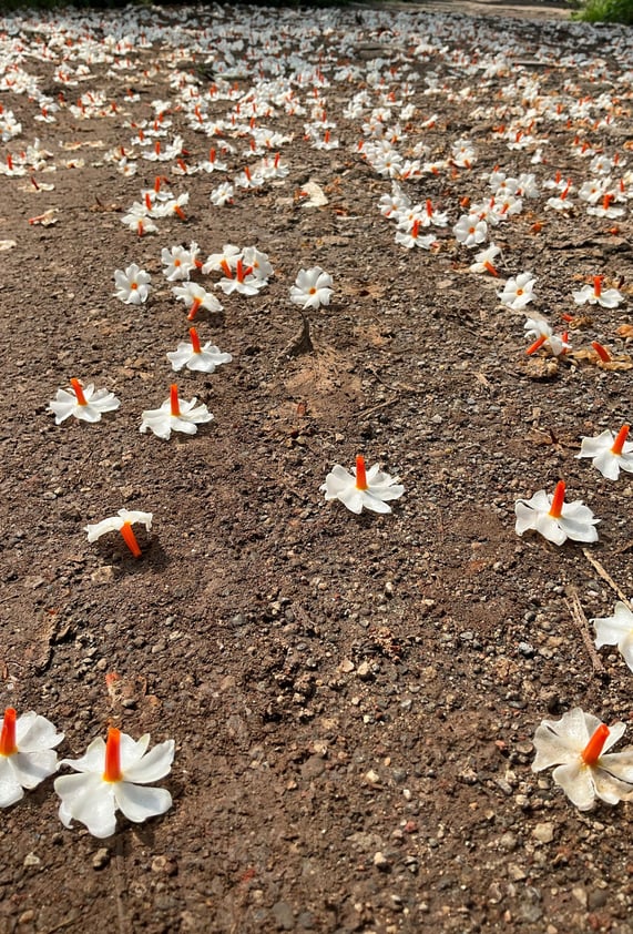 flowers