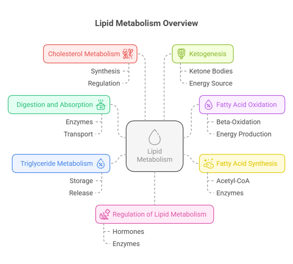 Lipid metabolism overview