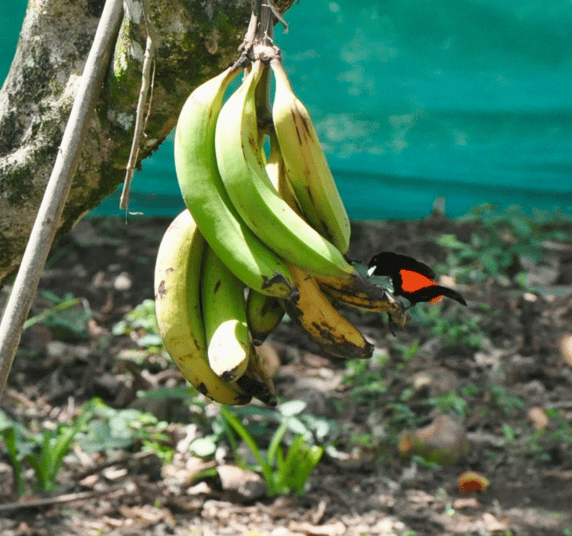 scarlet jumped tanager on bananas for food tours with camping babsita in costa rica carribean coast