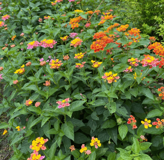 Tropical Gardens Nursery