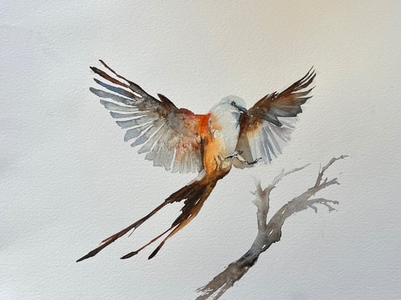 Scissor-Tailed, watercolor