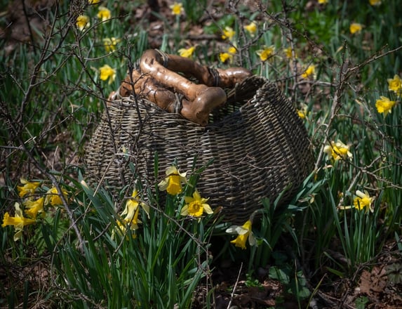 Panier en osier dans des jonquilles