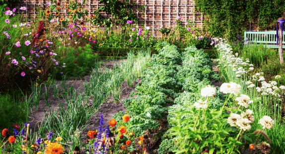 A French potager using raised beds blends beauty and productivity