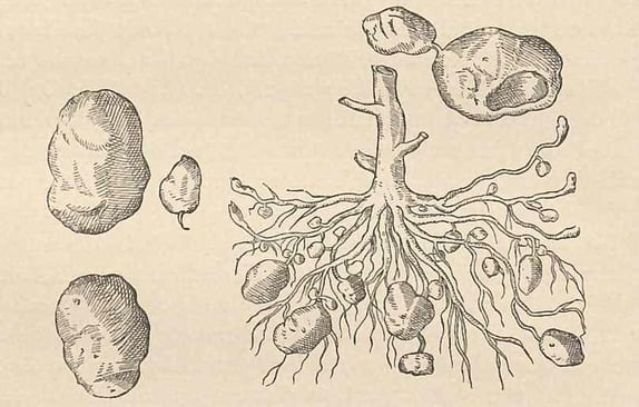 Carolus Clusius’s botanical illustration of potatoes