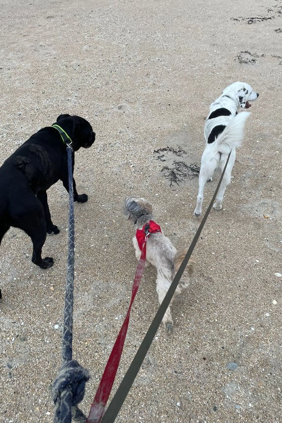 Éducation canine Tourneville