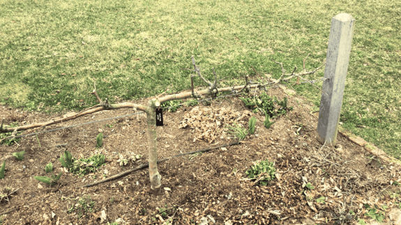 Stepover apple tree forming a decorative and productive garden border