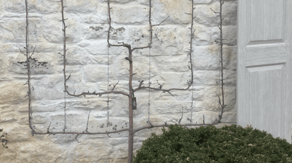 spaliered pear tree with carefully trained branches growing in a symmetrical pattern against a wall