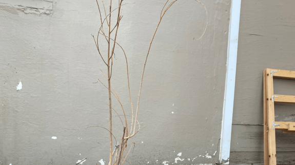Woven willow hedge with interlaced branches