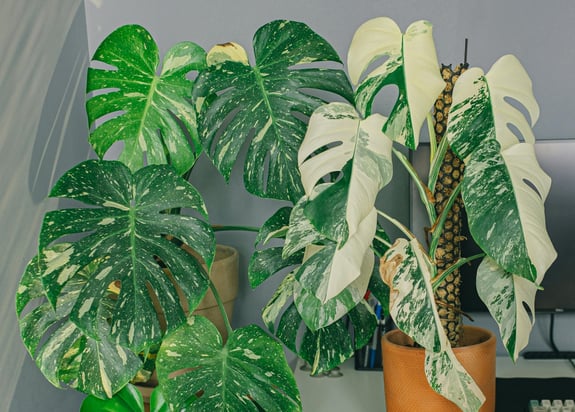 Monstera Thai Constellation, and Monstera deliciosa Albo Variegata on moss poles
