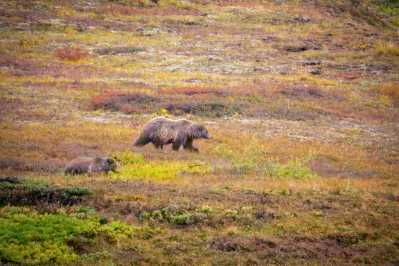 Denali, Alaska