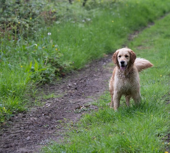 golden retriever dans la campagne bretonne