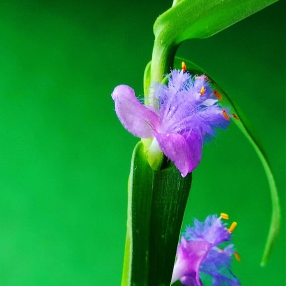 Cyanotis arachnoidea: Grass of Dew
