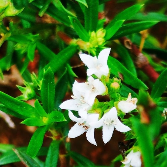 Oldenladia umbellata: Chay root plat