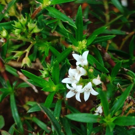 Plant of Oldenlandia umbellata