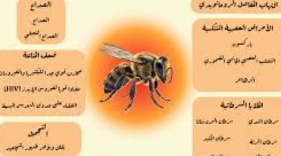 العلاج بالنحل فوائد سم النحل واستخداماته العلاجية