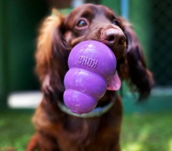 a dog is playing with a purple toy