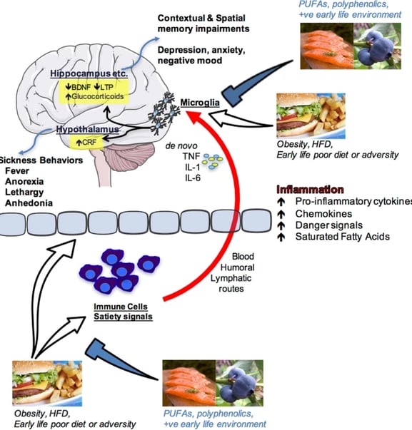 how nutrition influences cognition and emotion. Overeating, obesity, acute high-fat diet consumptio