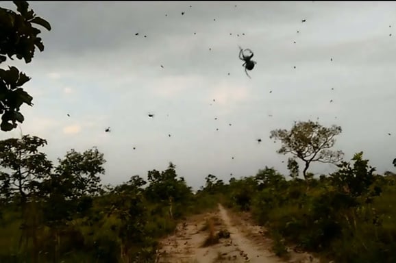 a spider webcamerator flying through the air