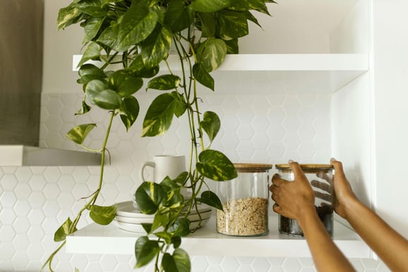 a person holding a plant in a kitchen