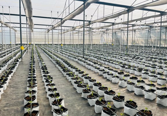 a large greenhouse with plants growing in a large greenhouse