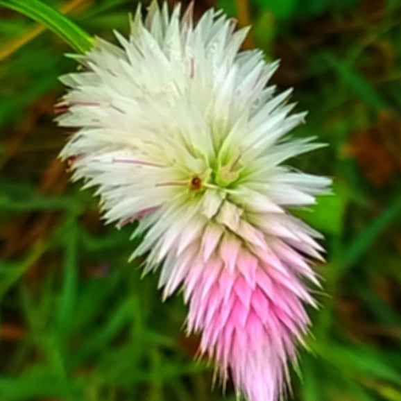 Single flower of Silver Cox comb
