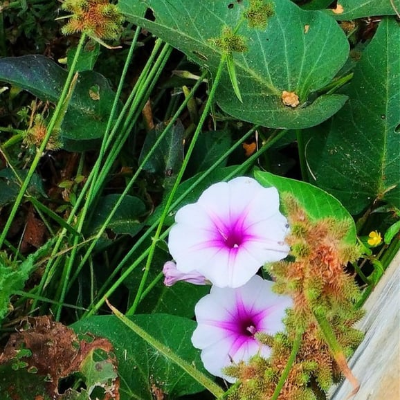Flowers of Ipomoea aquatica noticed at Mallaram of Nizamabad, Telangana