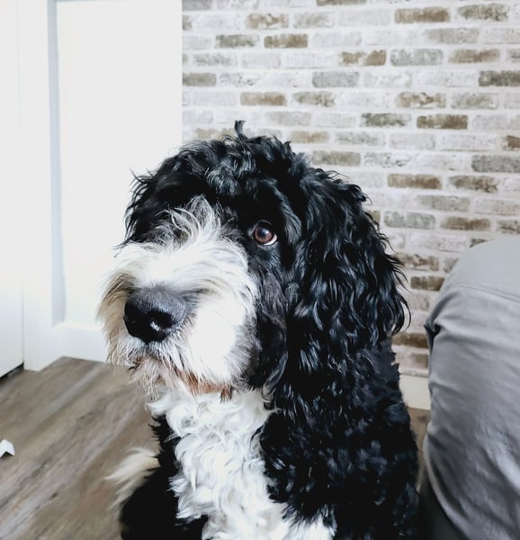 a dog standing in front of a brick wall