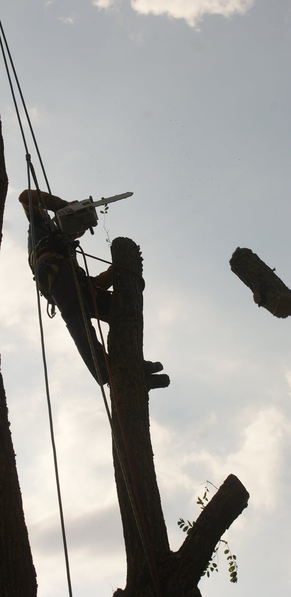 Démontage d'arbre par un élagueur.