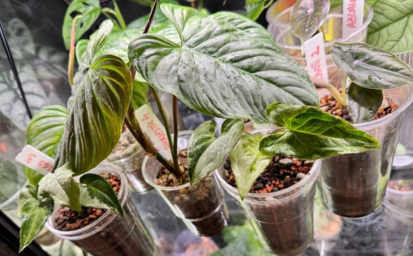 a bunch of plants in a glass case