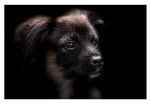 Les photos de votre chien dans la Somme
