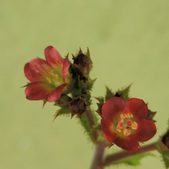 Flowers of Jatropha gossypiifolia