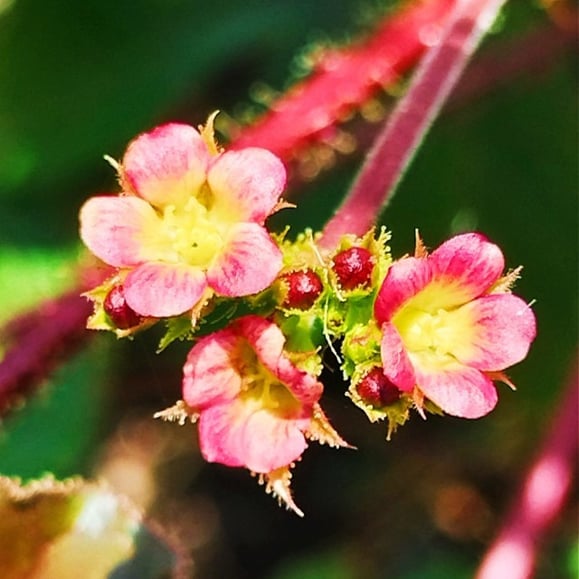 Flower cluster of Jatrpha plant