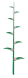 Inflorescence indéfinie - Epi