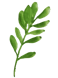 a green leafy plant with a single leaf