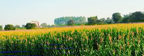 Jowar field at Gorregunta, Warangal, Telangana