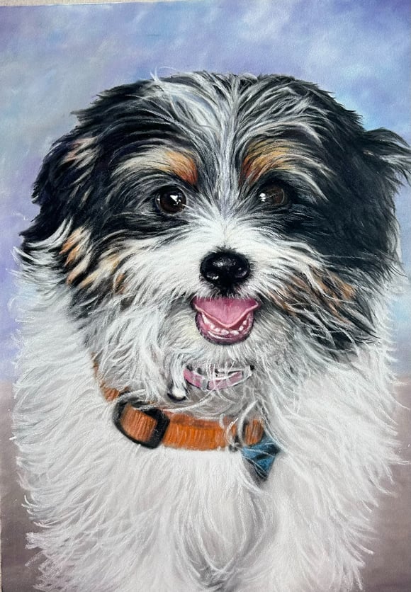 Pastel drawing of Maltese Terrier