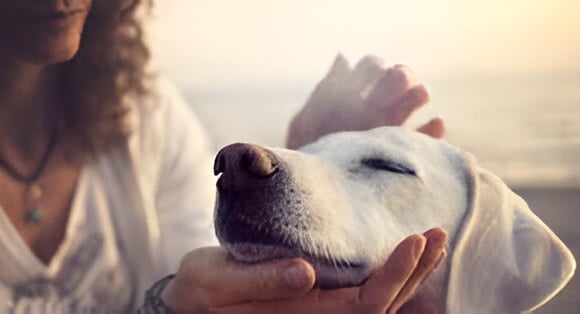 cómo saber si mi perro me quiere