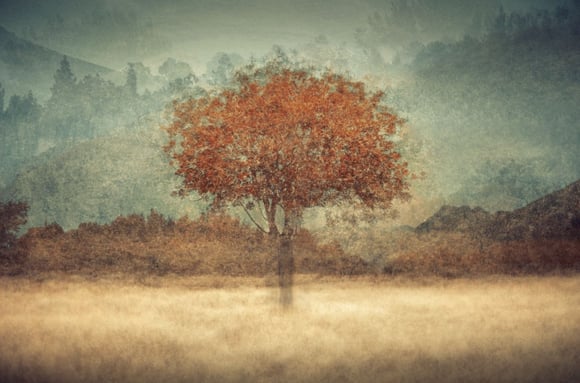 Ethereal landscape photograph of a single red tree in soft misty hills from the Aura collection by Martin Osner
