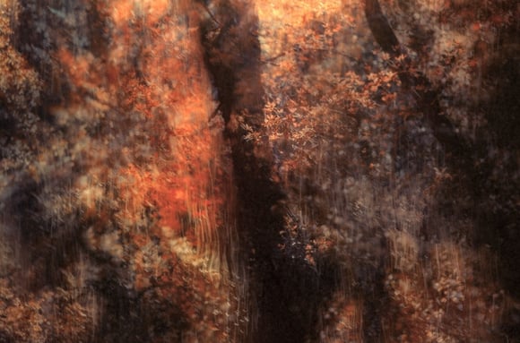 Secrets in Eden ethereal landscape photography by Martin Osner, abstract forest scene inspired by Monet with warm soft colour