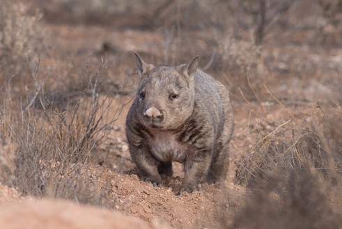 Hairy Nosed Wombat